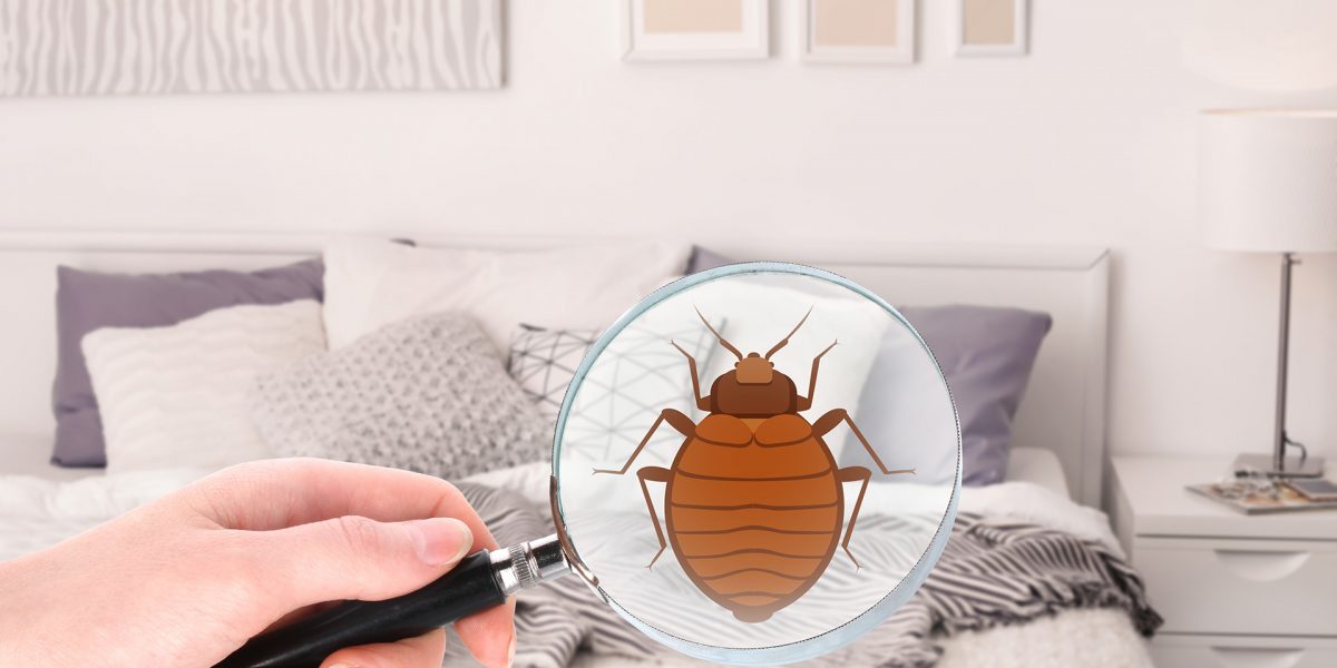 bed bug control measures