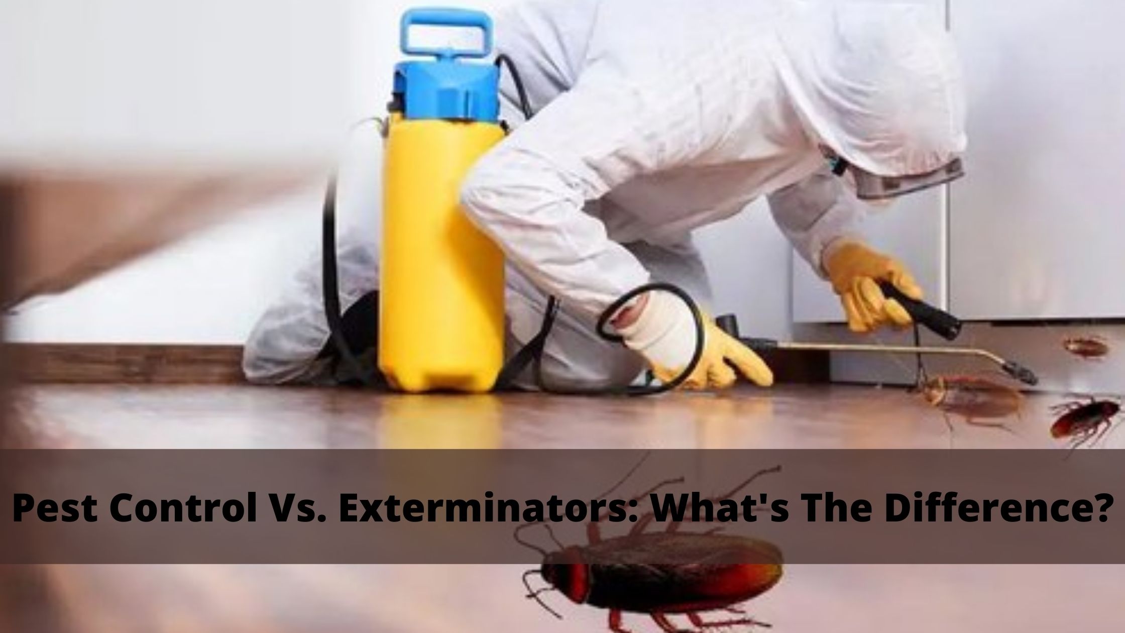Pest Control Vs. Exterminators: What's The Difference?
