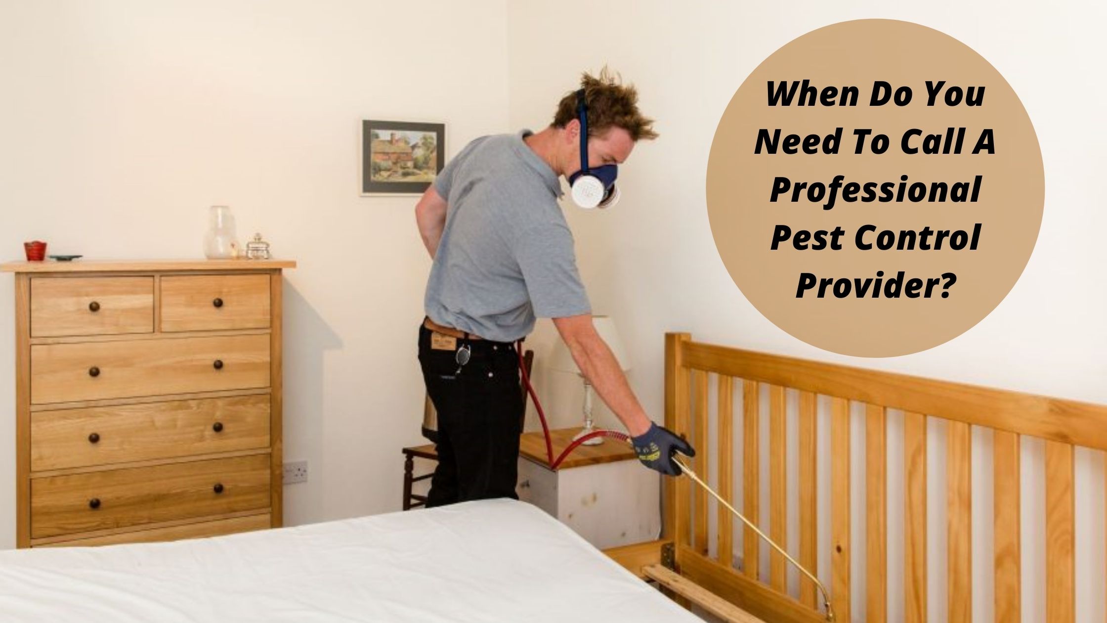 When Do You Need To Call A Professional Pest Control Provider