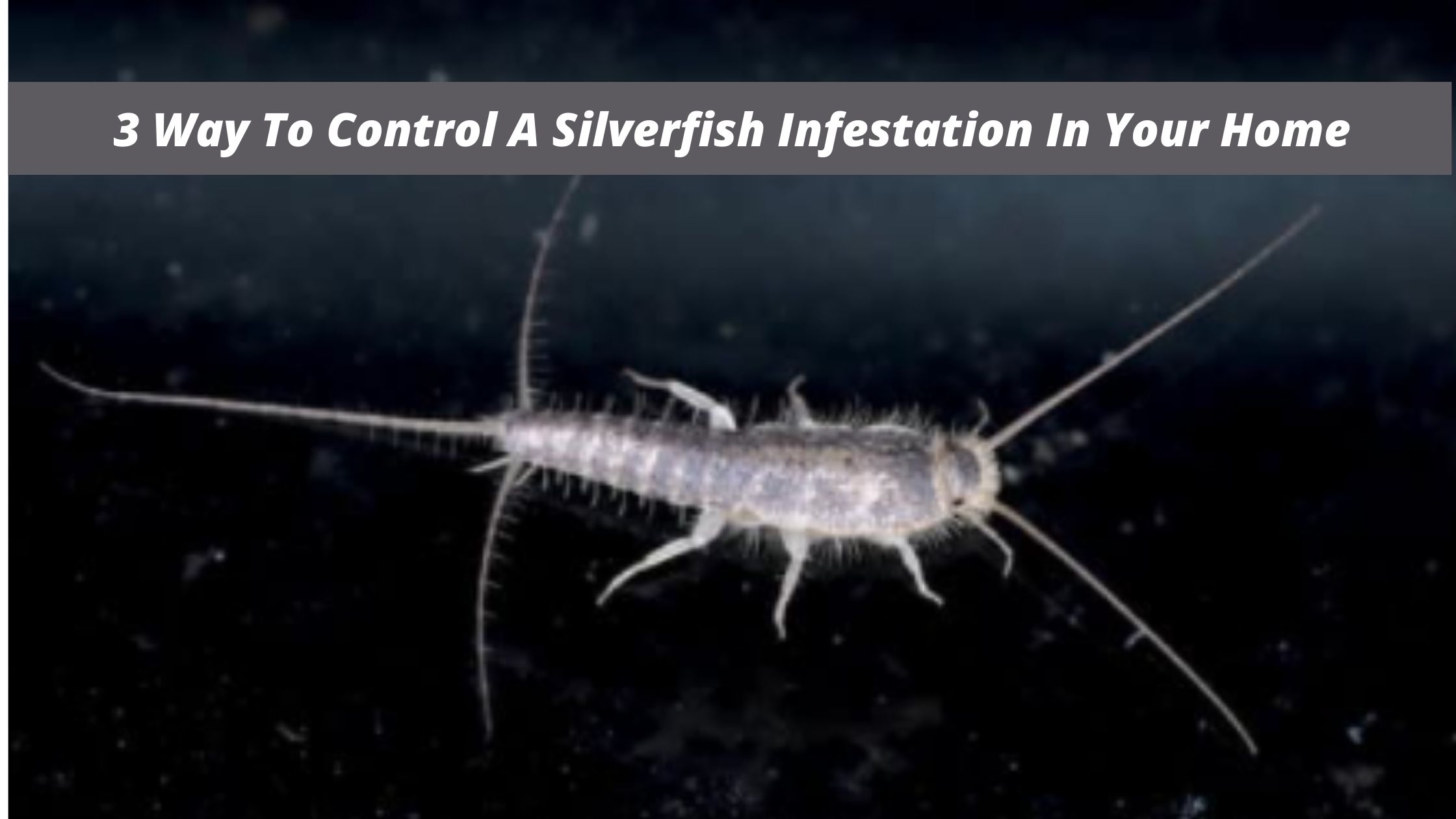 3 Way To Control A Silverfish Infestation In Your Home