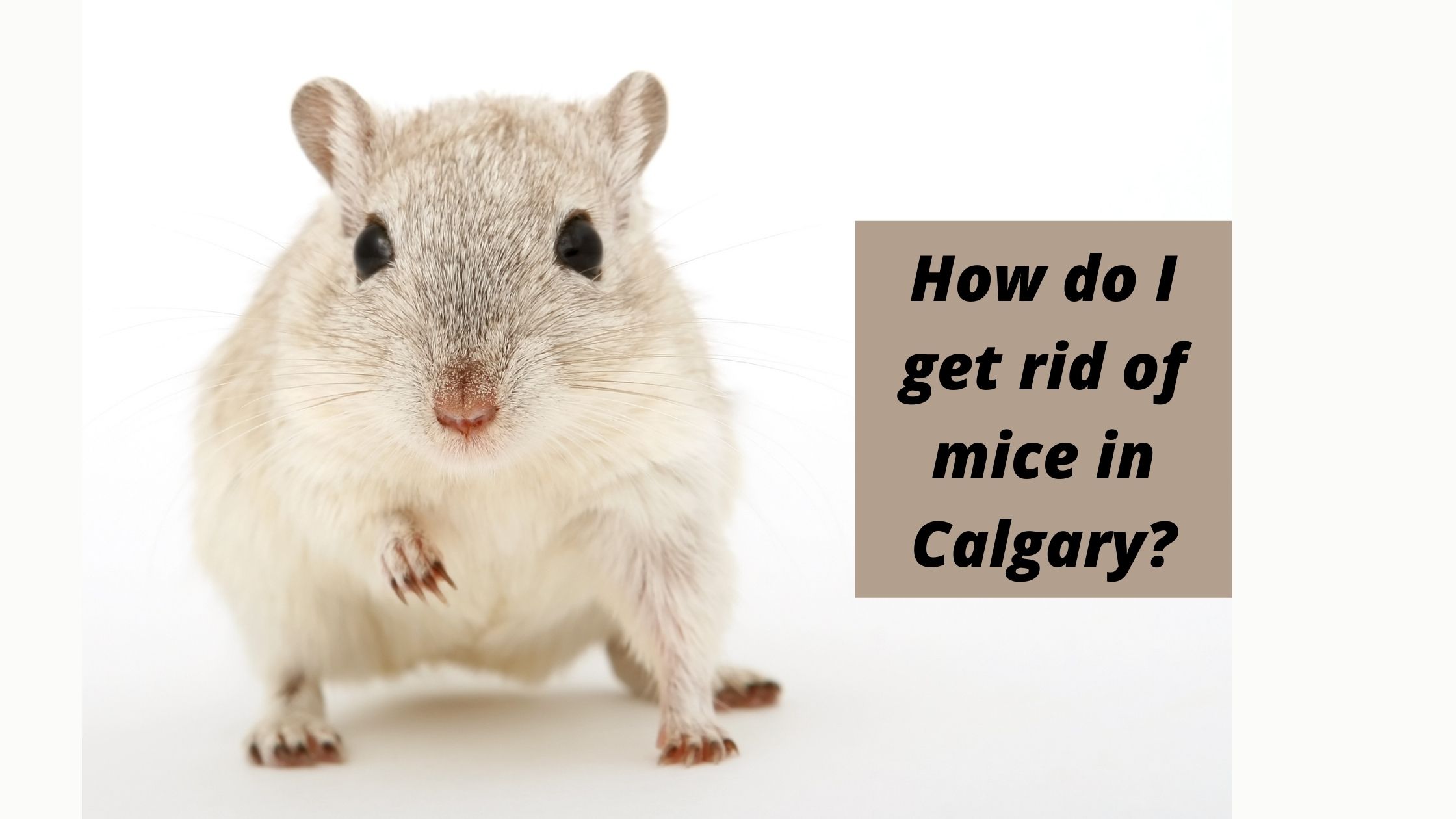 How do I get rid of mice in Calgary