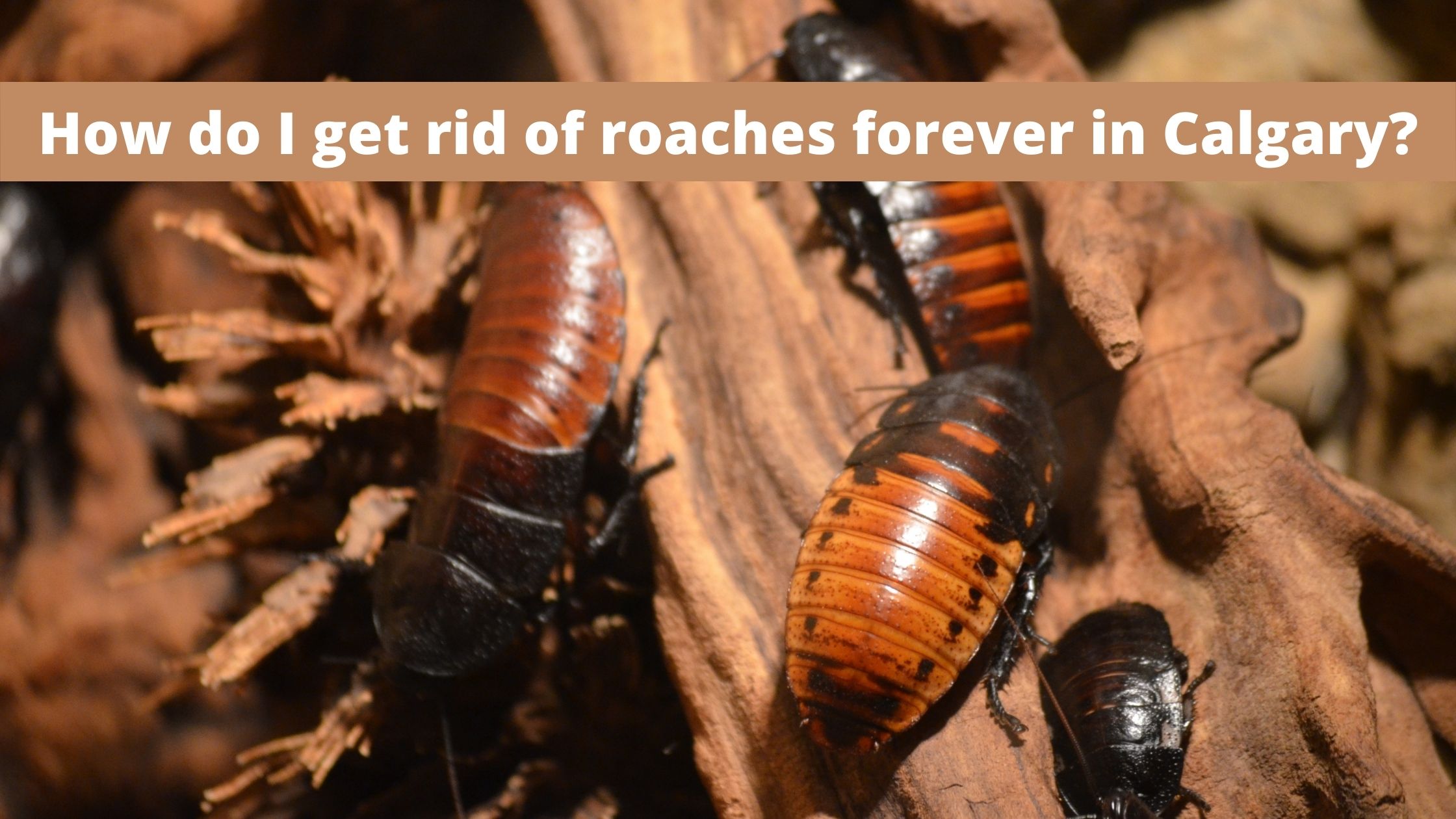 How do I get rid of roaches forever in Calgary?