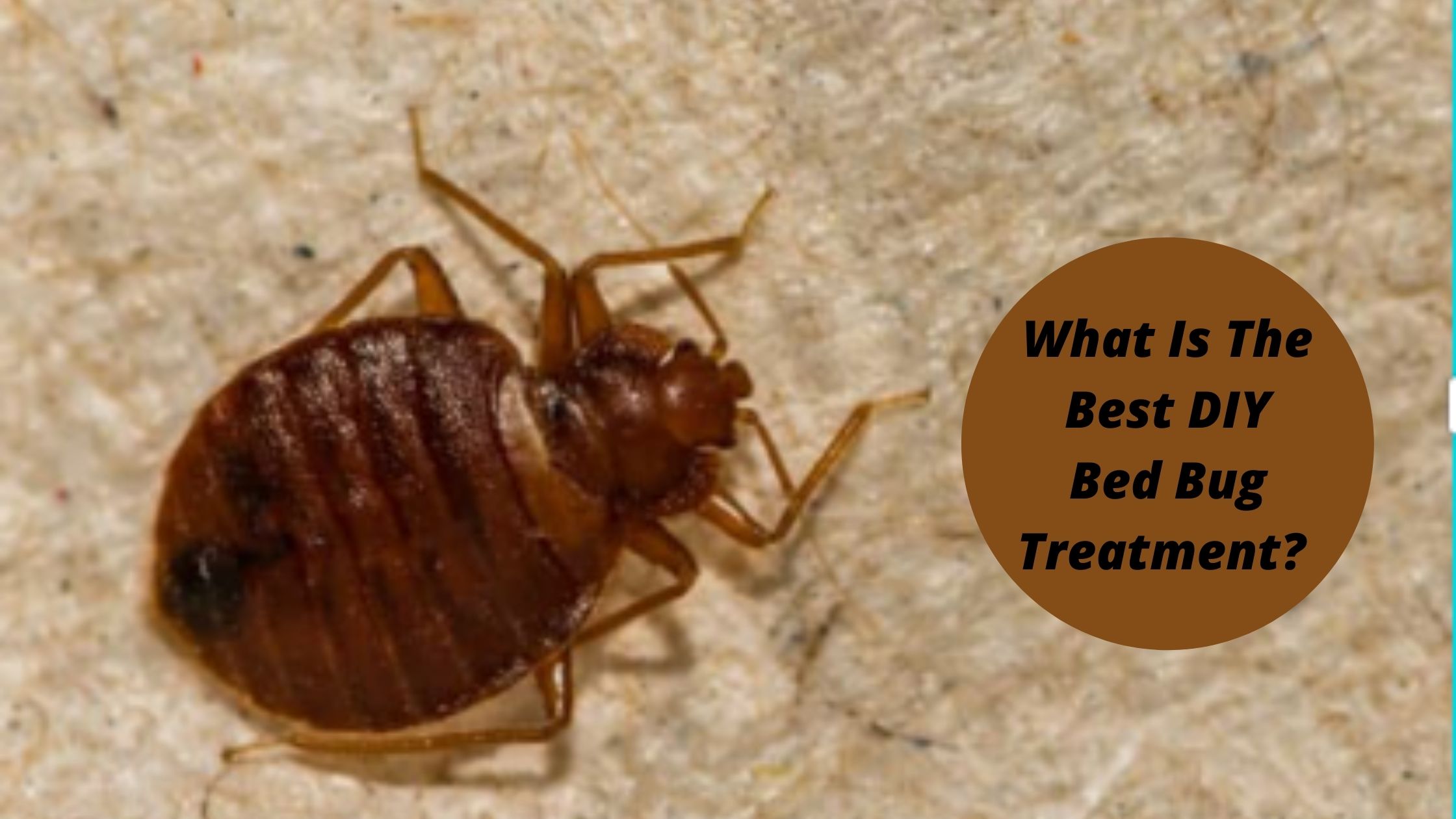 What Is The Best DIY Bed Bug Treatment?