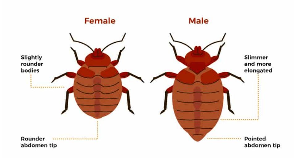 Bedbugs are similar to several pests, such as bat bugs and carpet beetle.