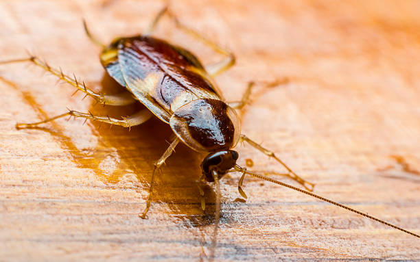 Most and the common pests to attack in residential are cockroaches.
