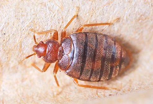 Bedbug infestations can spread like crazy if not taken care of.