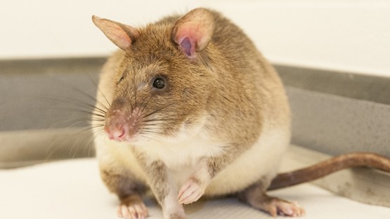 Rats are medium-sized, long-tailed rodents. These pests are a nuisance to the household and is they grow into a rat infestation, they can create a lot of damage.