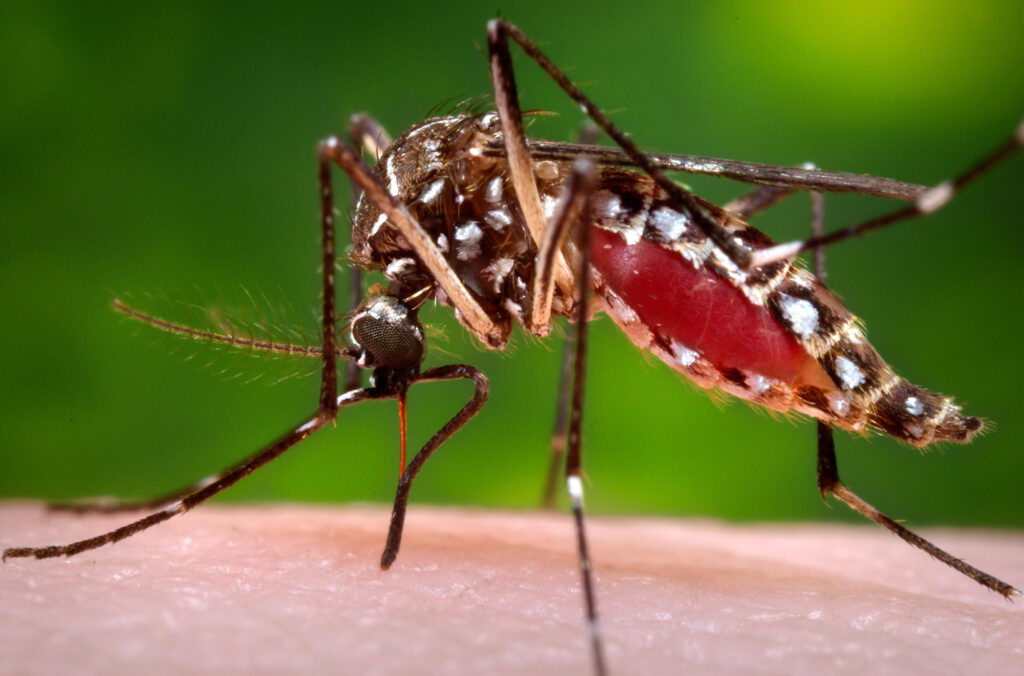 Mosquitoes are one of the most common pests.