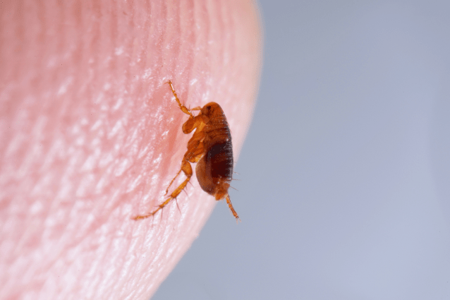 This parasitic insect, which might lead to a full-blown flea infestation, primarily attacks the skin surface of dogs and cats.