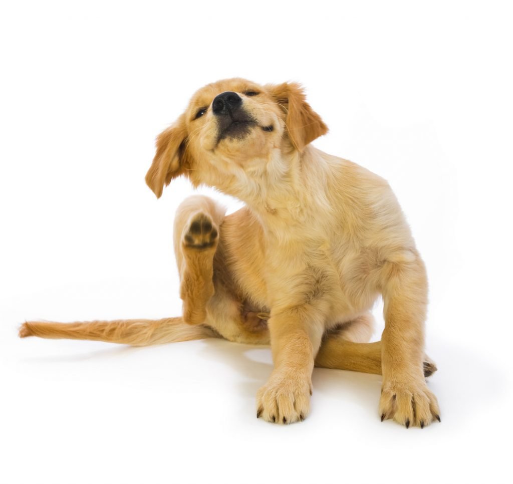 Pets can be a major cause for flea infestation.
