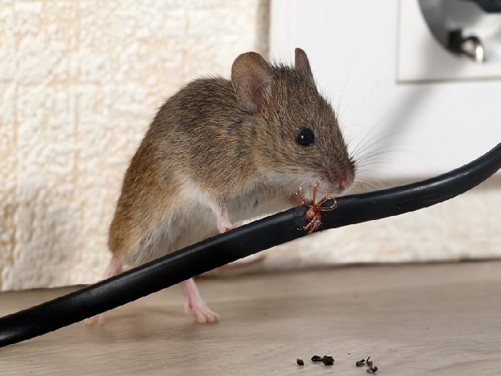 Rats are medium-sized, long-tailed rodents. These pests are a nuisance to the household and is they grow into a rat infestation, they can create a lot of damage.