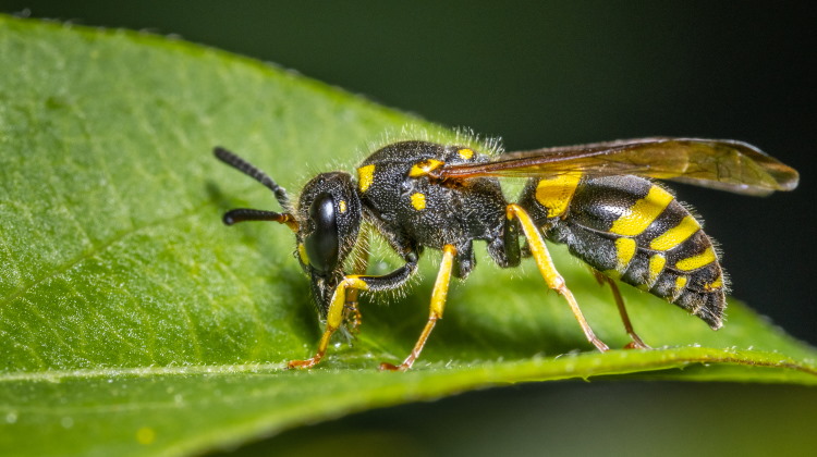 Solitary_Wasps