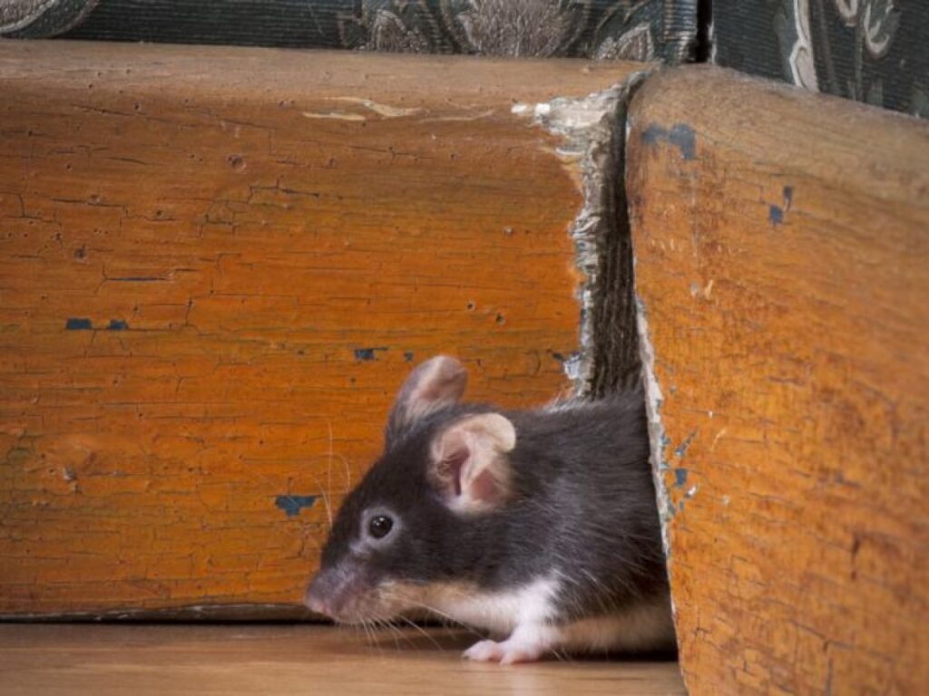 Mice cause havoc and damage in the house.