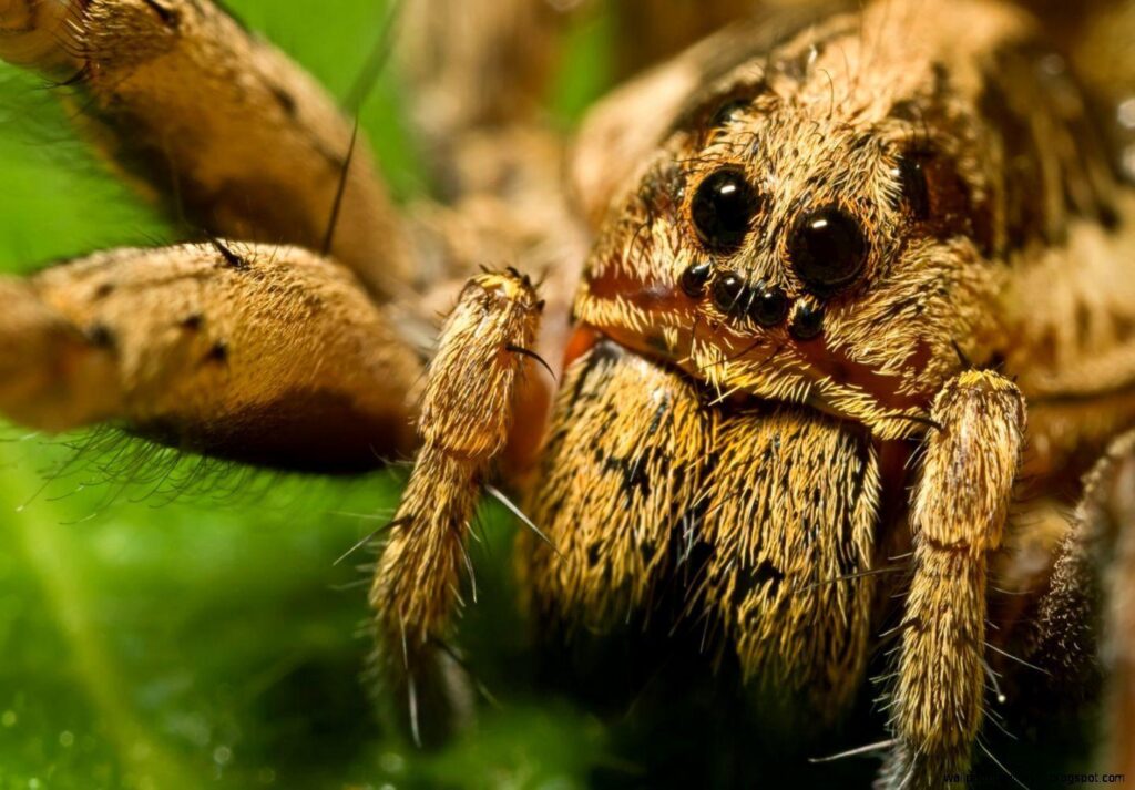 wolf spiders