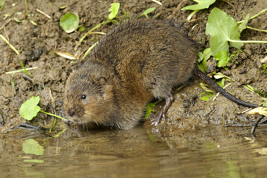 How To Get Rid Of Voles