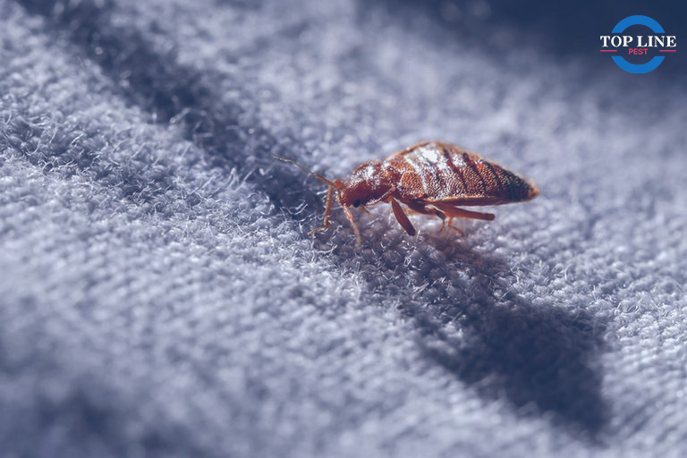 how do bed bugs spread